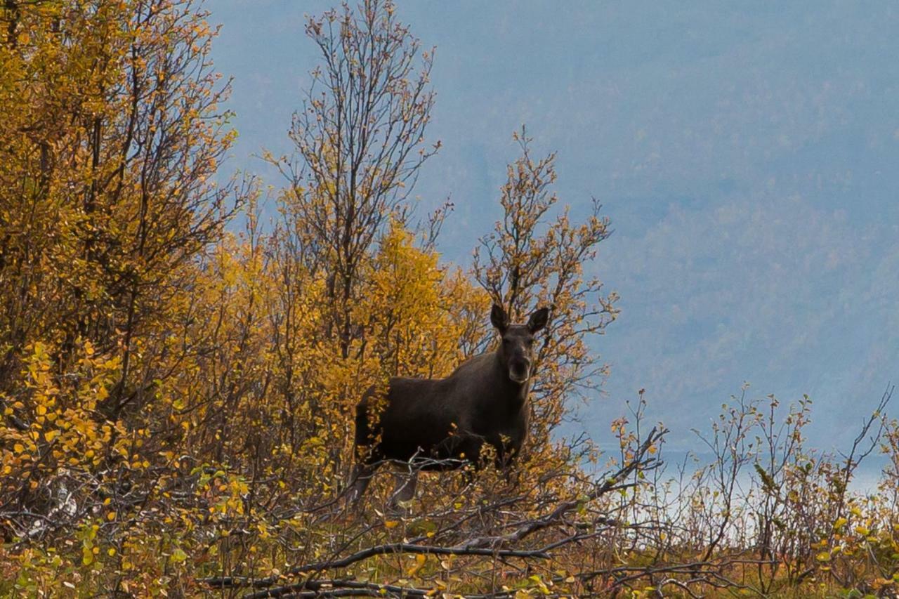 Lyngenfjord,Odins Hus Daire Olderdalen Dış mekan fotoğraf